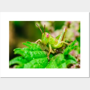 Young Grasshopper Macro Photography Posters and Art